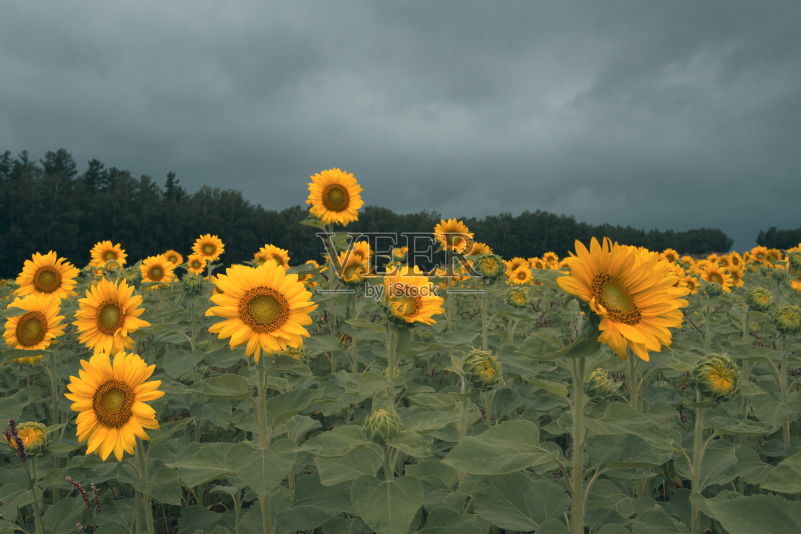 向日葵田映着蓝天照片摄影图片