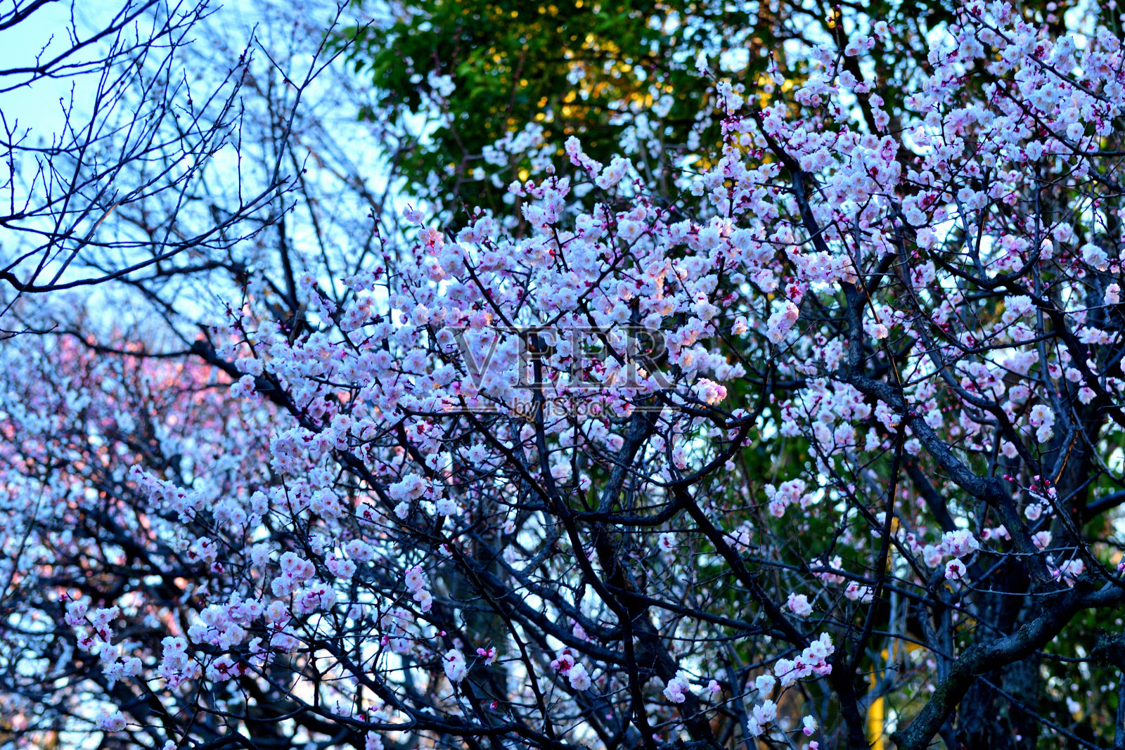 东京,日本公园里盛开的梅花照片摄影图片