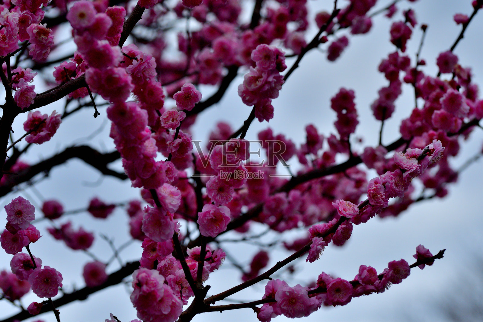 东京,日本公园里盛开的梅花照片摄影图片