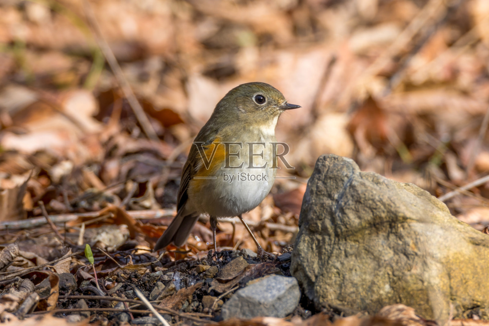 红腹蓝尾蝶在地上寻找食物。照片摄影图片