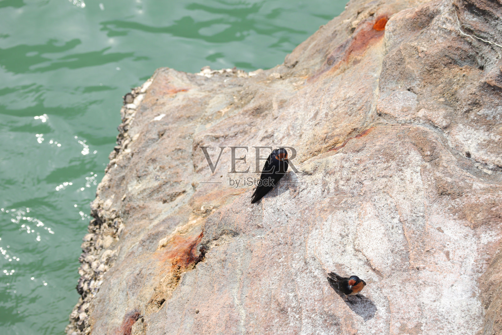 两只受欢迎的燕子在海边的岩石上。迎宾小燕子侧身坐在一块岩石上照片摄影图片