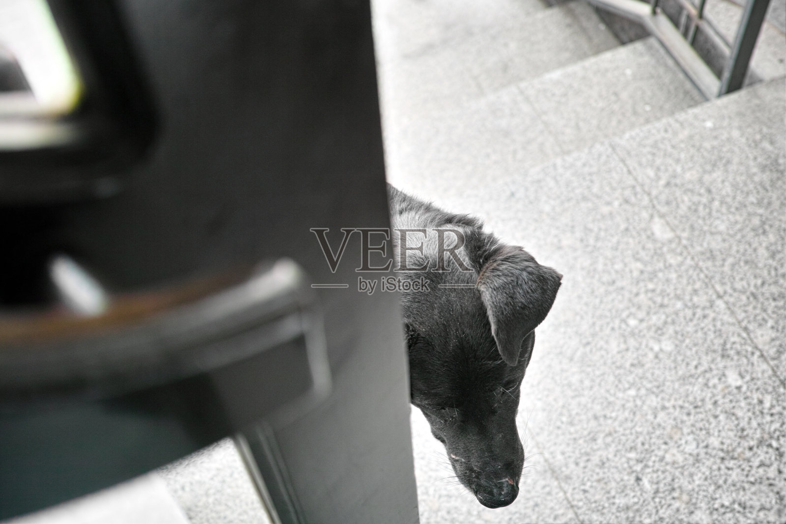 门后的狗照片摄影图片