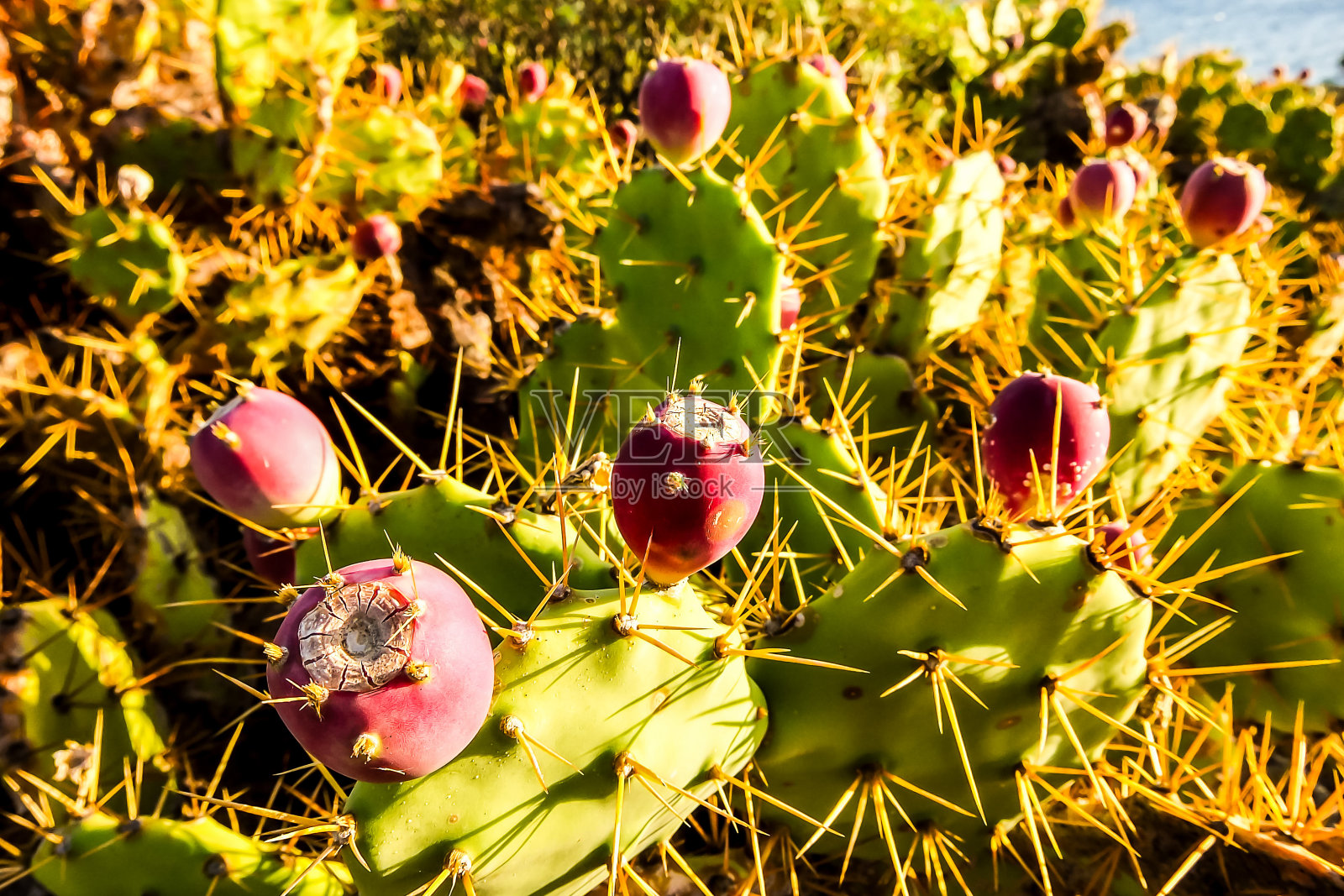 仙人掌纹理背景照片摄影图片