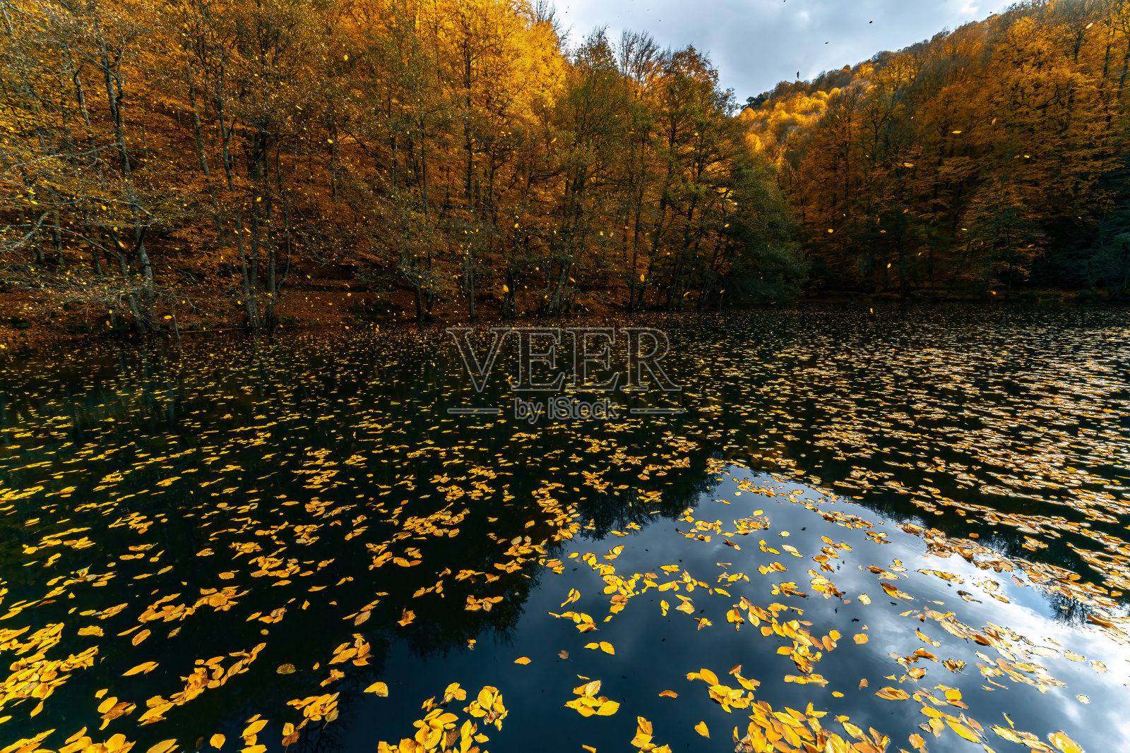 黄色和橙色的树叶落入清澈的湖水中。秋叶从树枝上飘落到湖里。照片摄影图片