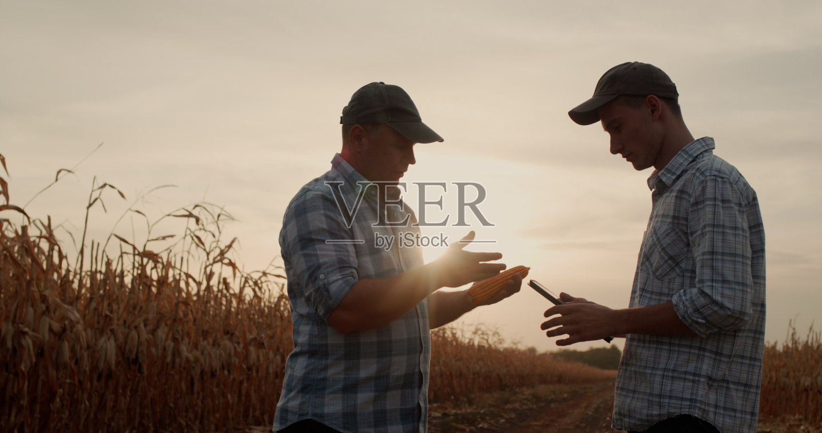 两个农民在地里干活,研究玉米,交流照片摄影图片