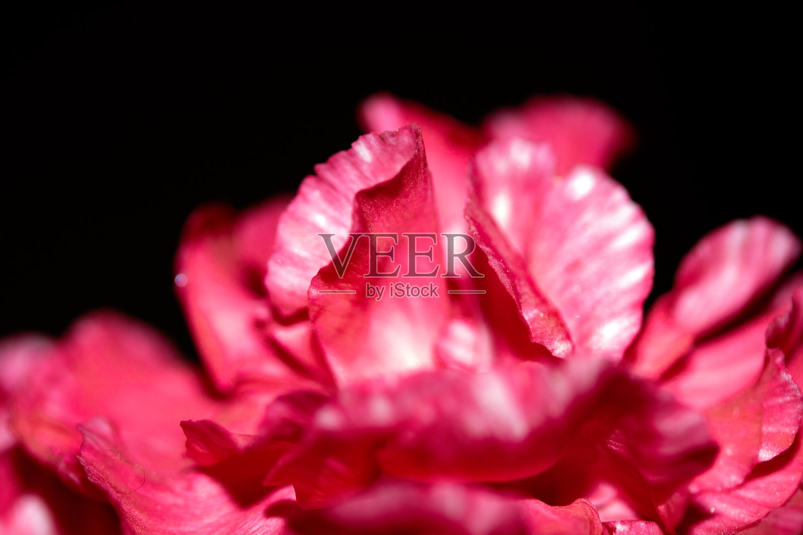 粉红色和红色花的花瓣特写照片摄影图片