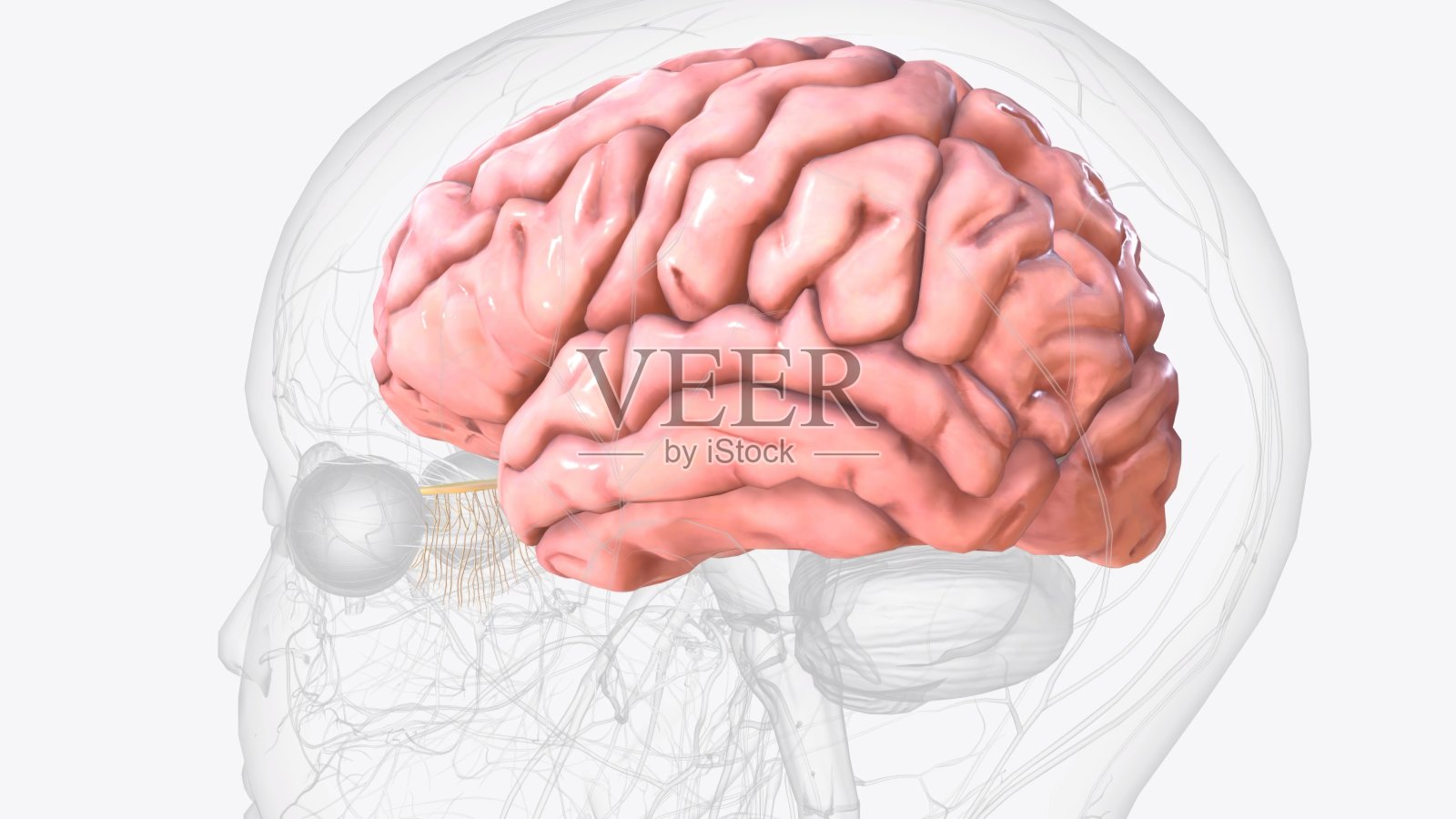 大脑是大脑最大的部分照片摄影图片