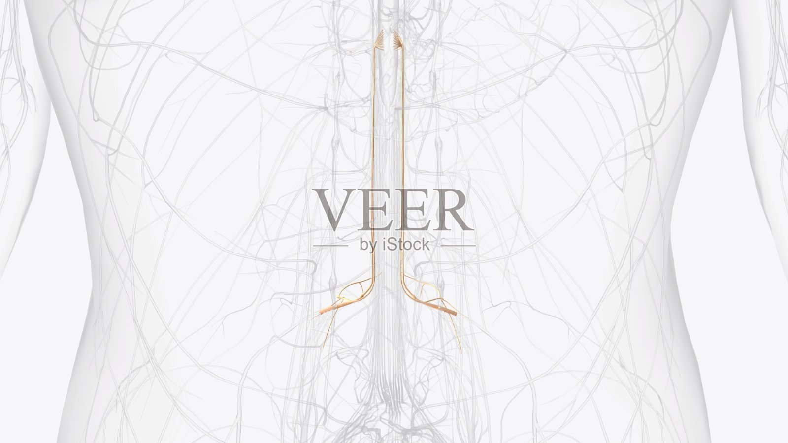 L2, L3和L4脊神经为大腿前部和小腿内侧提供感觉照片摄影图片