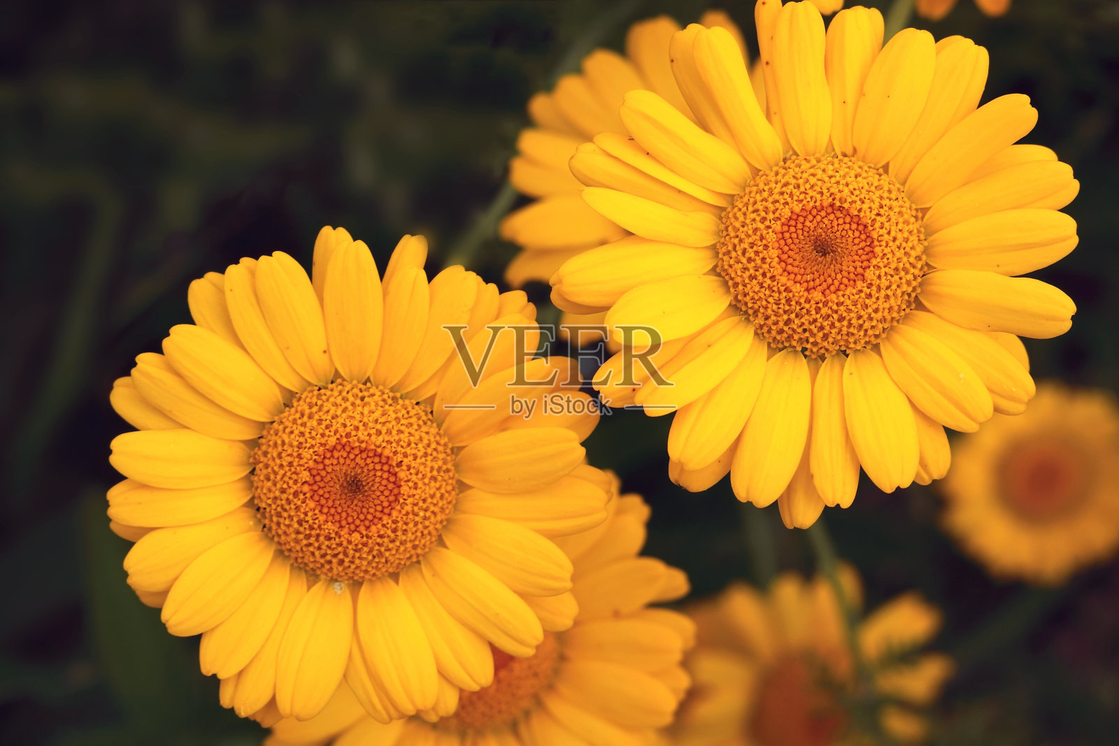 黄色的雏菊。照片摄影图片