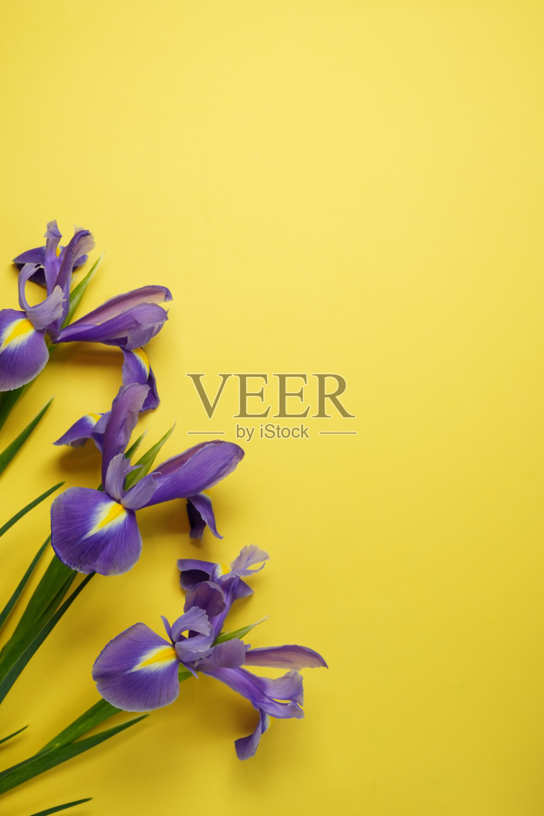 紫罗兰色鸢尾花。黄底日耳曼鸢尾。照片摄影图片