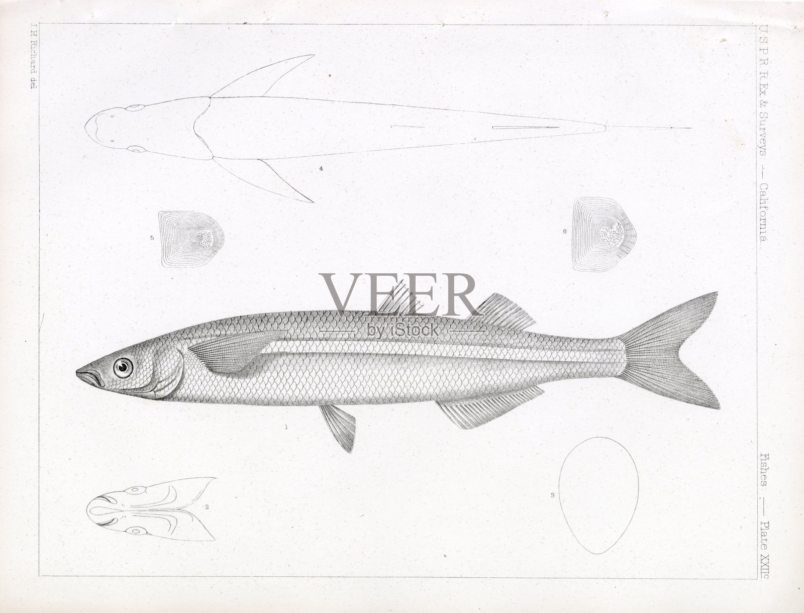杰克银边鱼1853年罕见的复古股票图像usp.r.r鱼调查插画图片素材