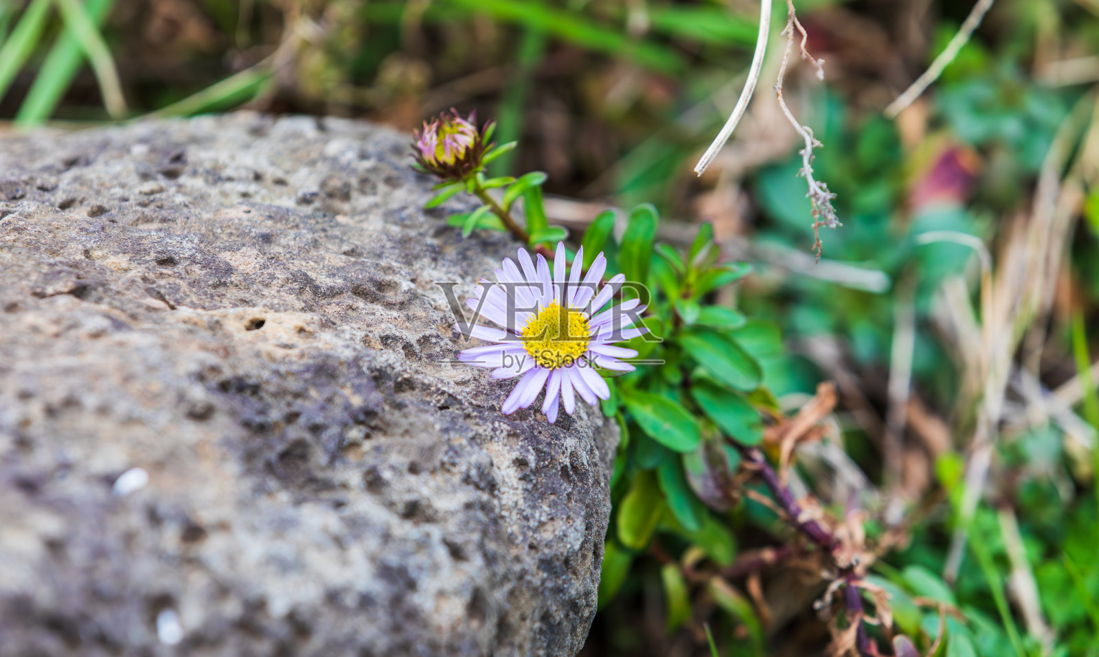 在一个阴天,在路边发现了紫菀。紫菀照片摄影图片