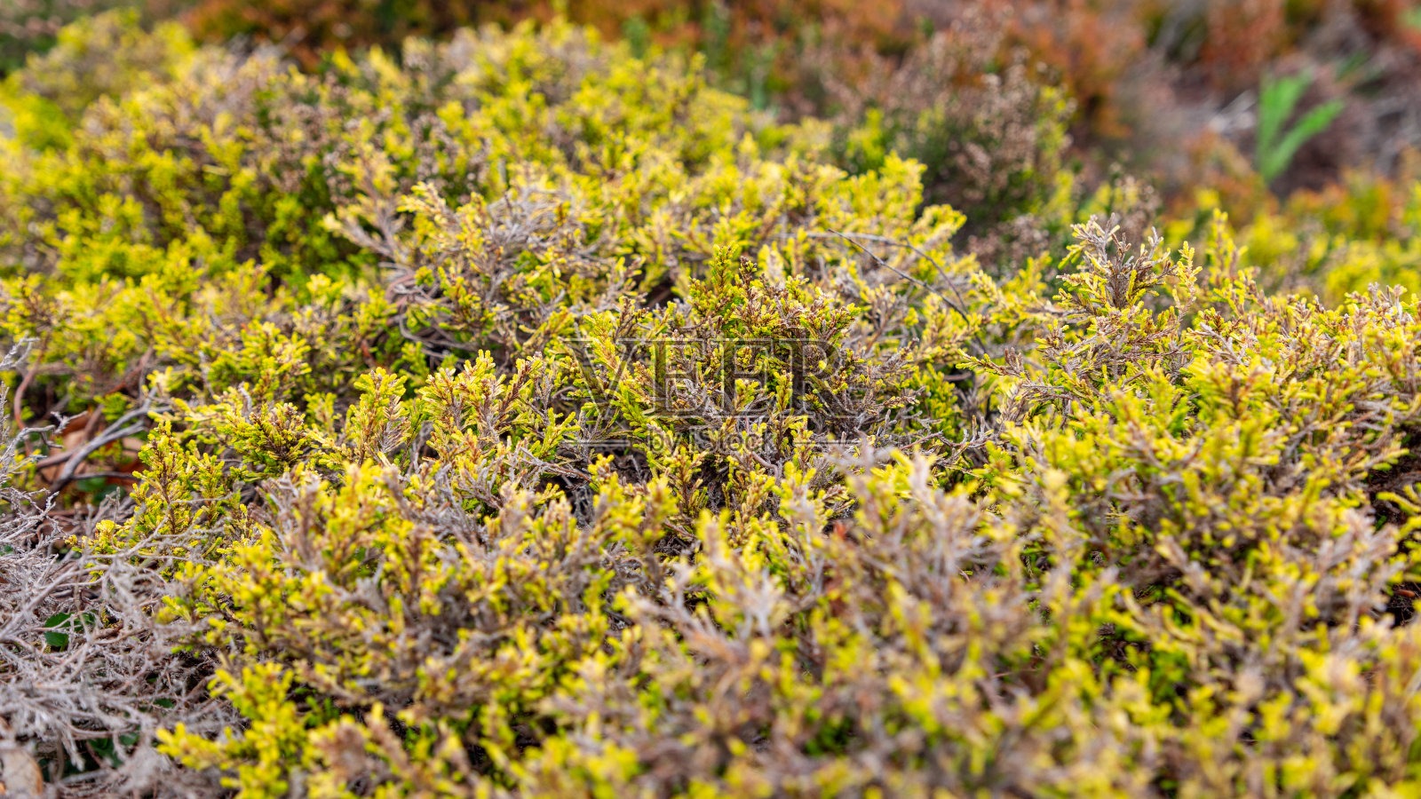 一张微距照片捕捉到了石南科植物复杂的细节和鲜艳的色彩照片摄影图片