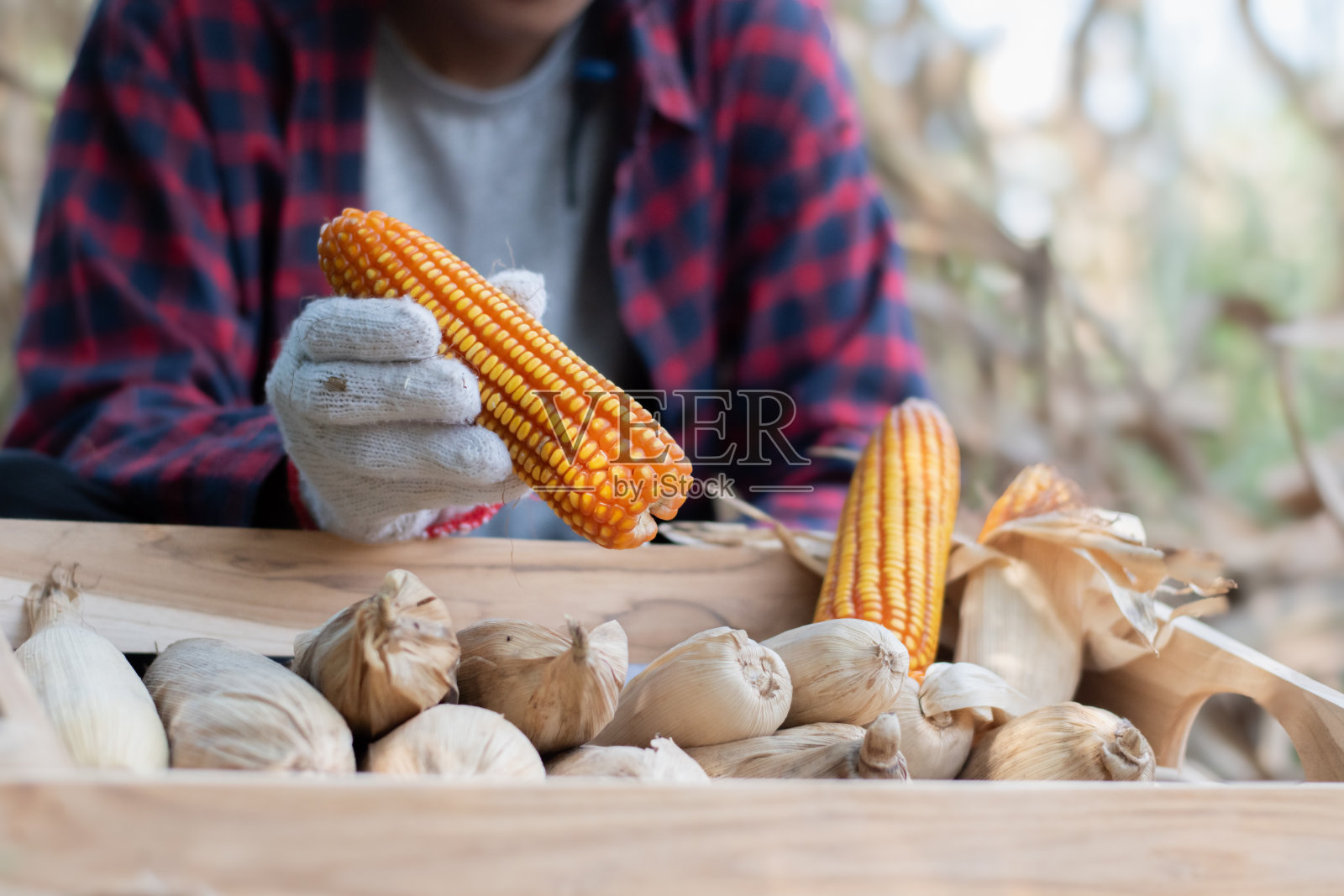 收割玉米的孩子照片摄影图片