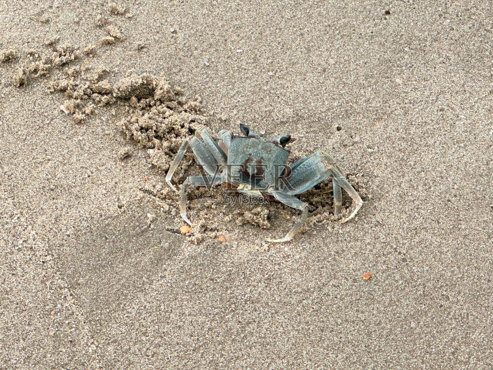 螃蟹照片摄影图片
