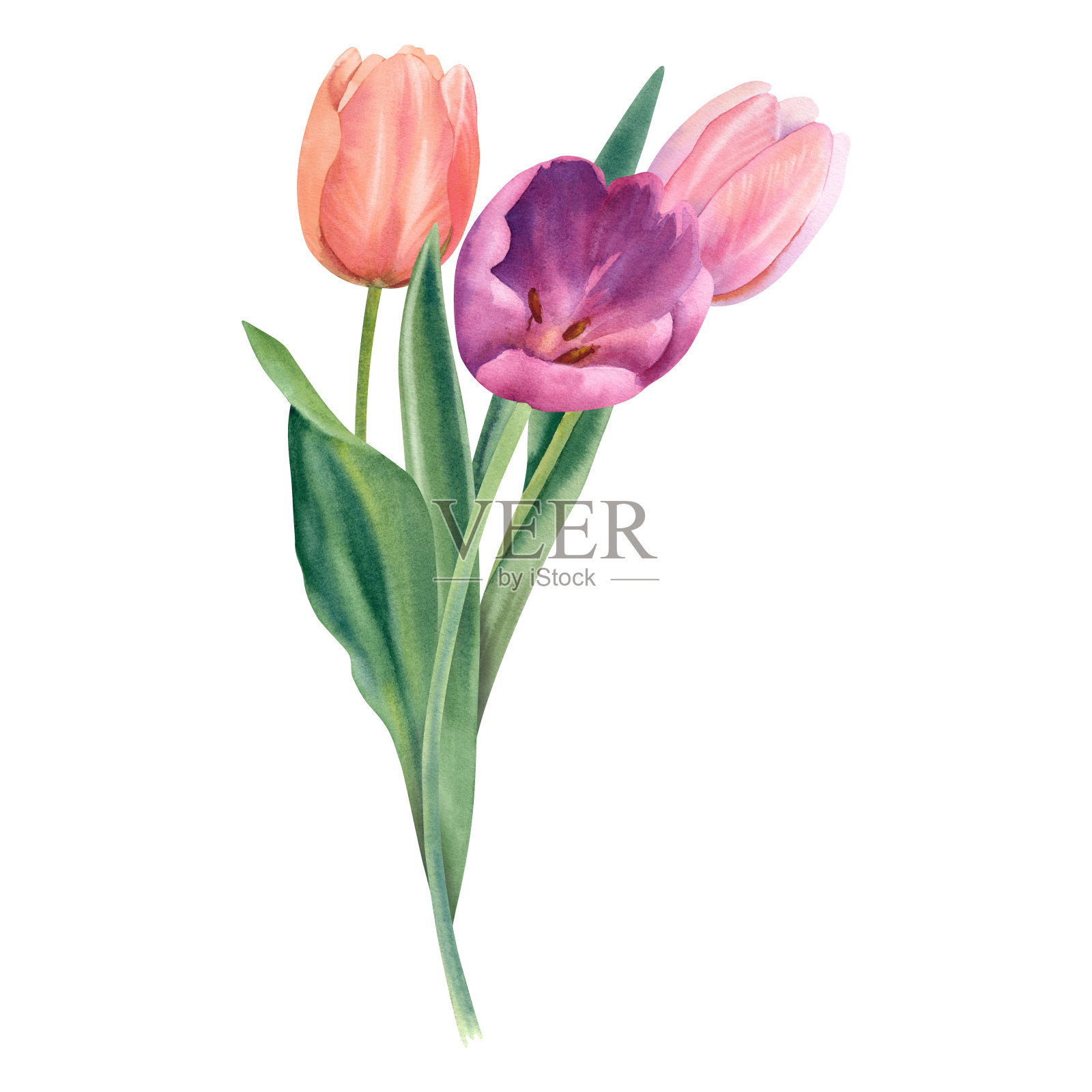 白色背景上一束精致的粉色和桃红色的郁金香。水彩插图。一套手绘春花。复活节和国际妇女节。插画图片素材