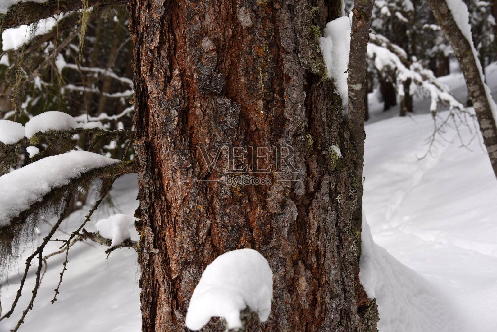 瑞士松树干照片摄影图片