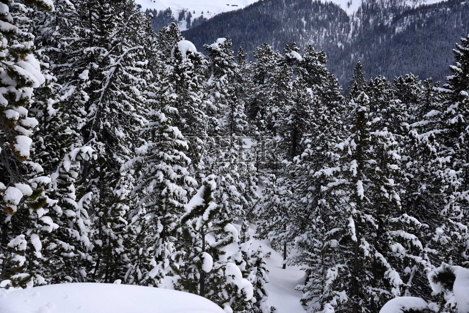 瑞士松木照片摄影图片