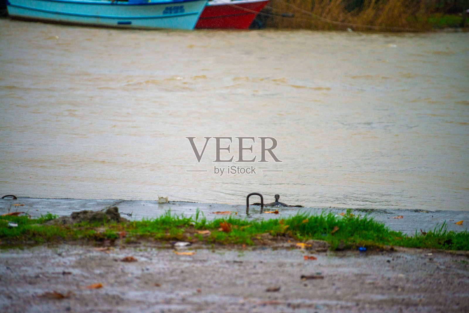 空中交响曲:鸬鹚渡河照片摄影图片