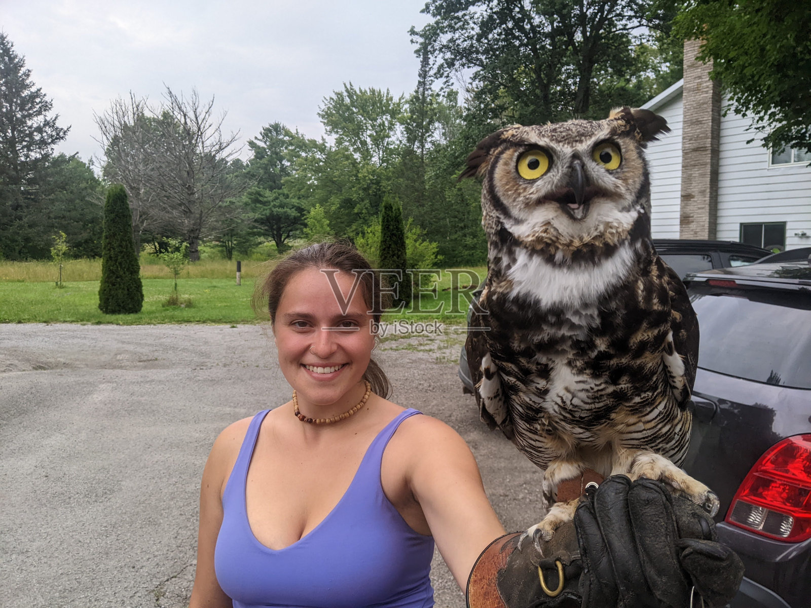 大角猫头鹰照片摄影图片