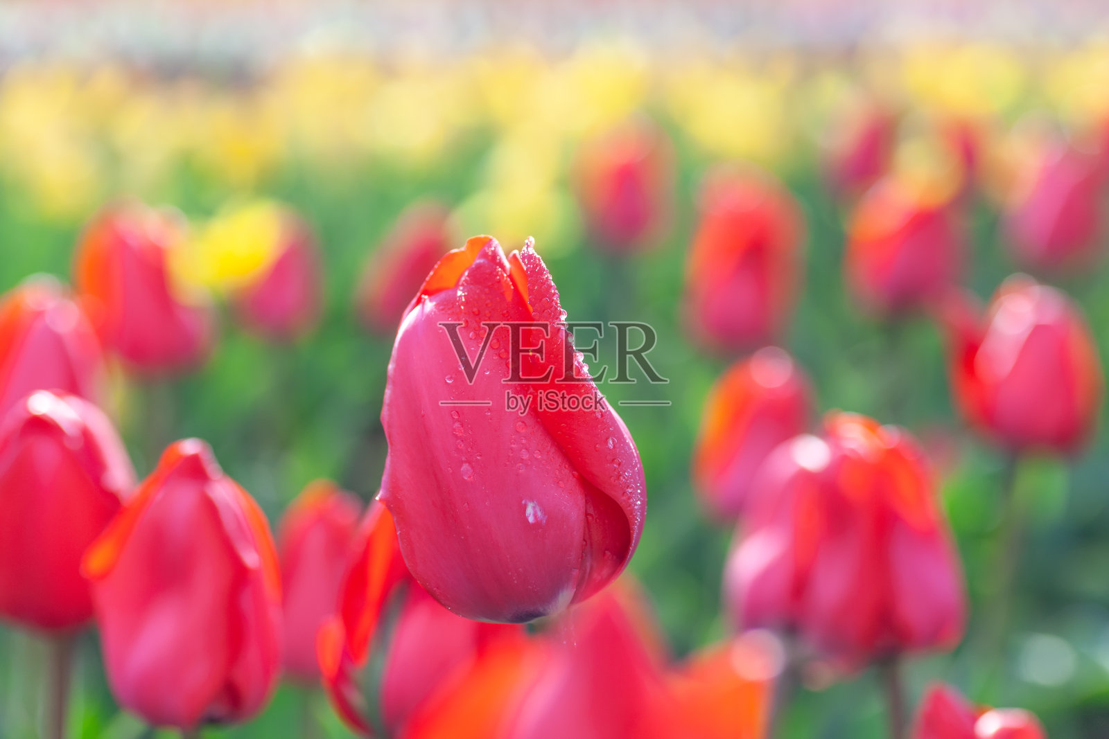 郁金香花园的景色照片摄影图片