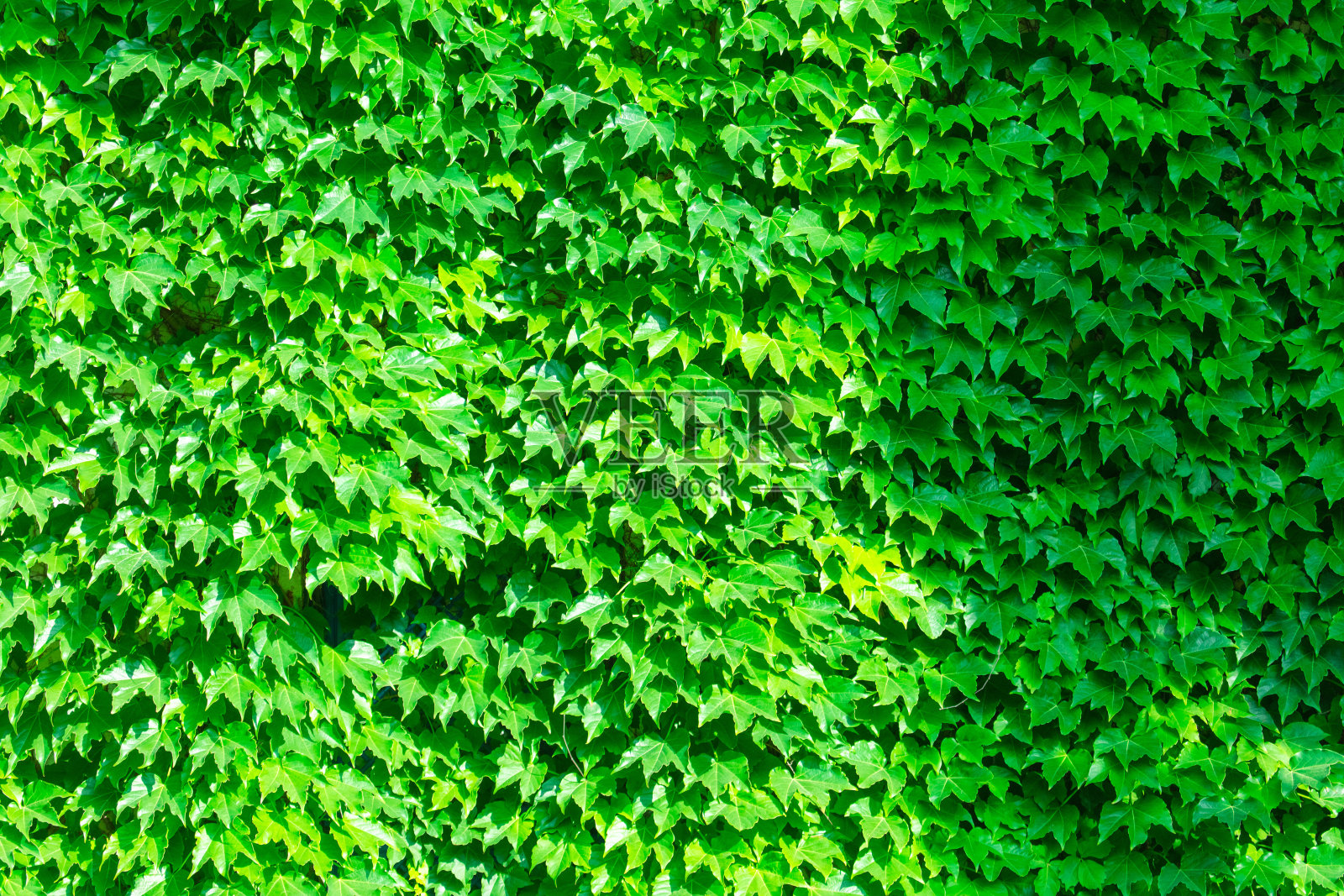 植物的绿叶作为背景。纹理照片摄影图片