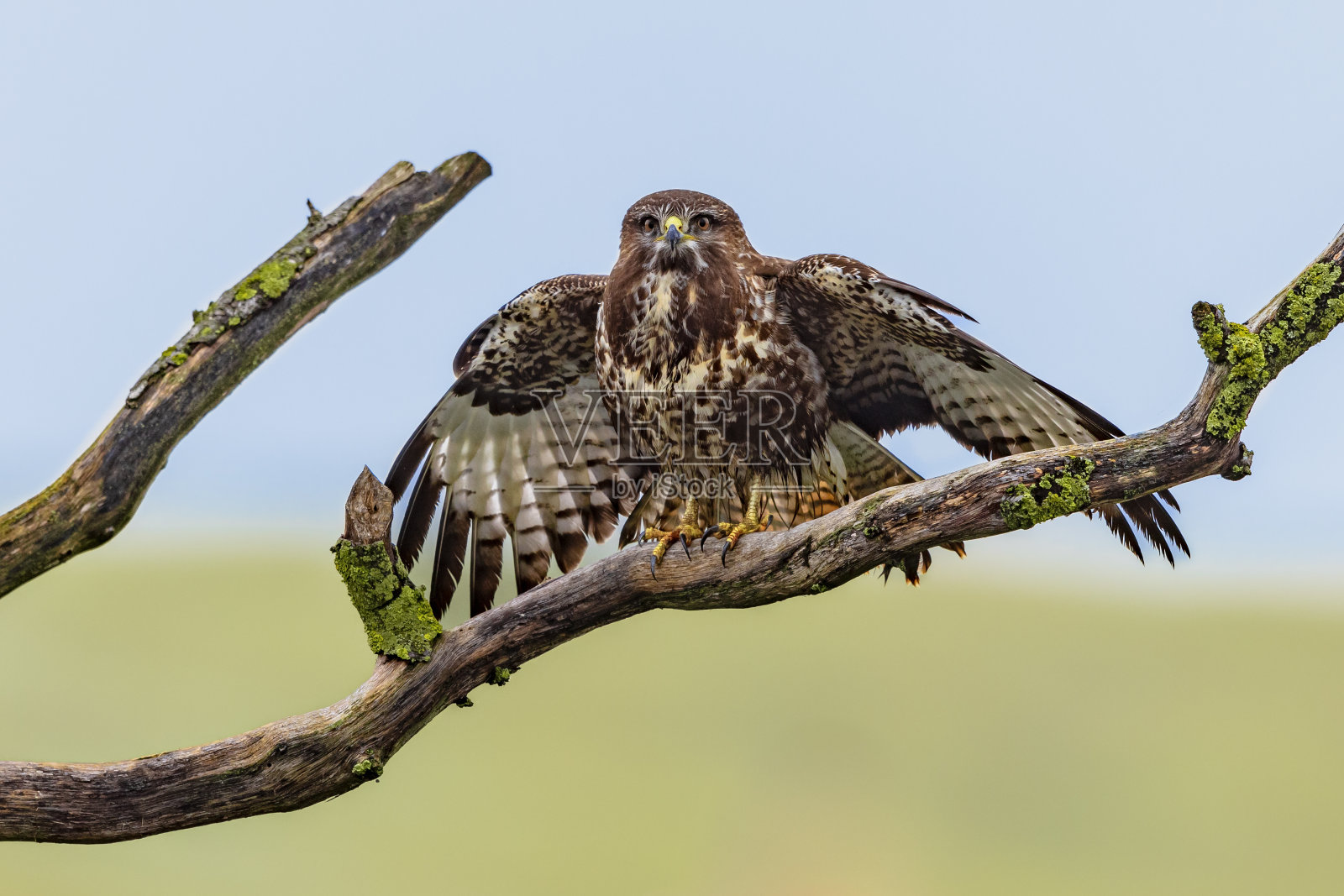 普通秃鹰在树上晒翅膀照片摄影图片