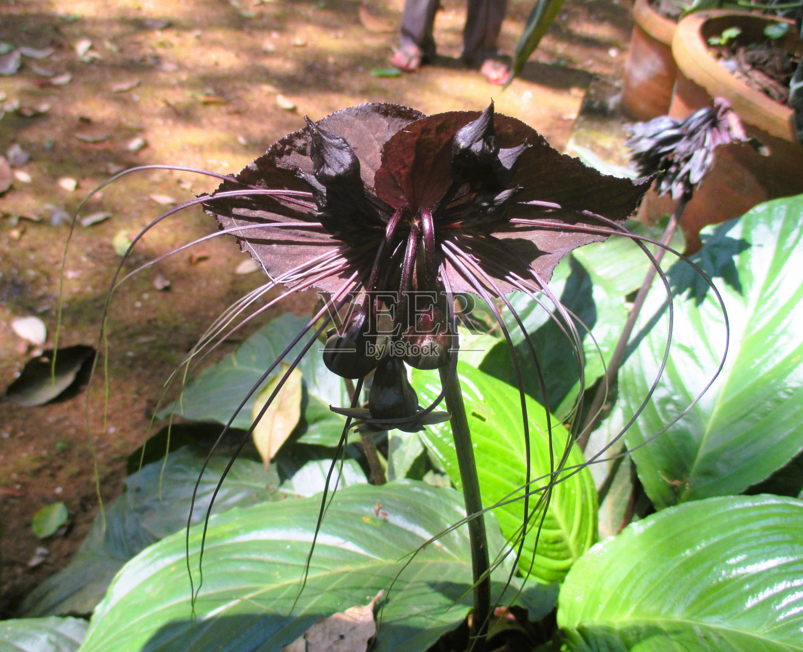 蝙蝠的花照片摄影图片