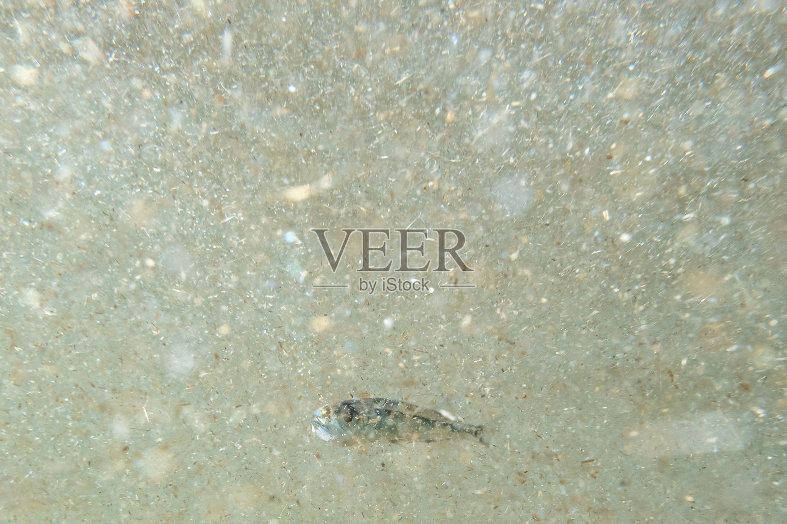 在浅水区游泳的小鱼照片摄影图片