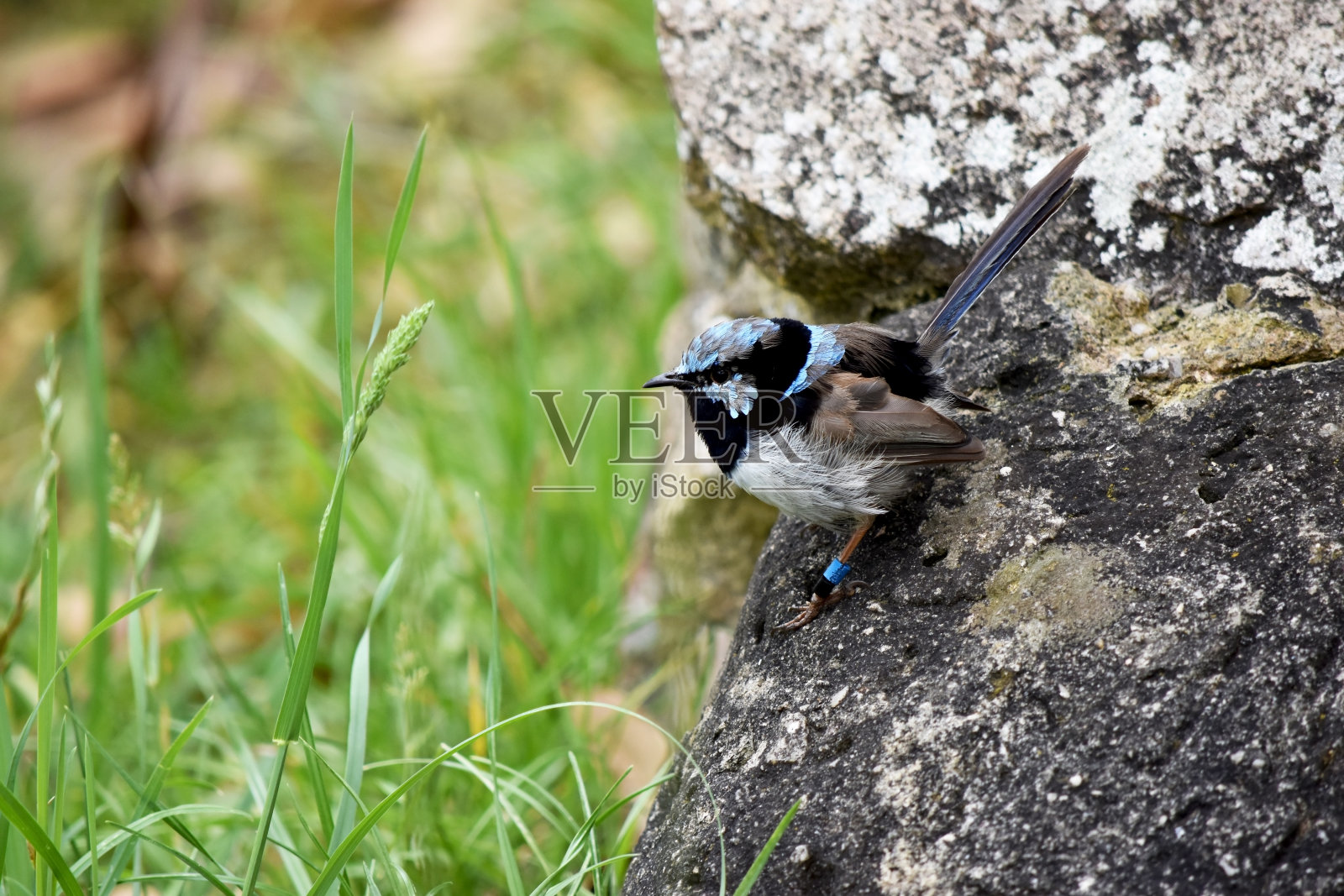 鹪鹩栖息在一根圆木上照片摄影图片