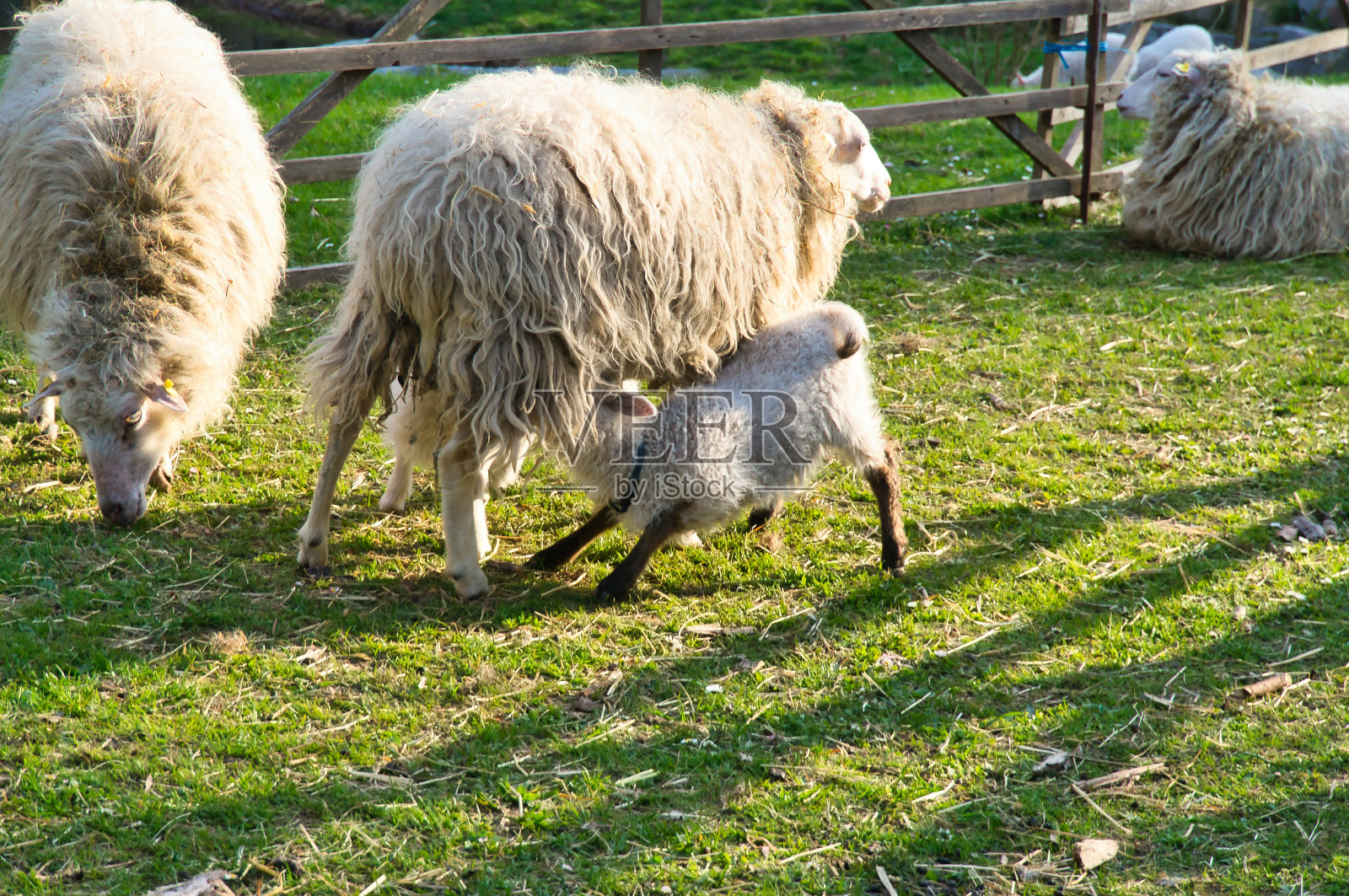 复活节羔羊和他的妈妈在绿色的草地上喝酒。农场里的农场动物宝宝照片摄影图片