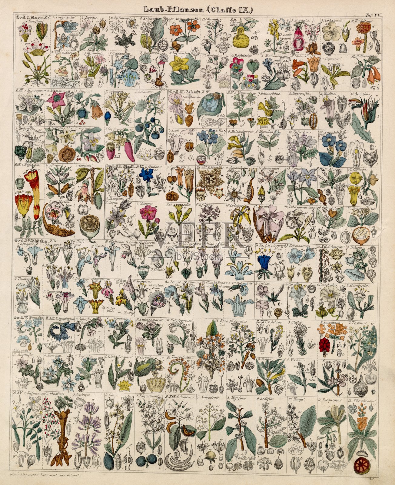 植物园- Oken's Naturgeschichte Botanik -手工着色古董石插画图片素材