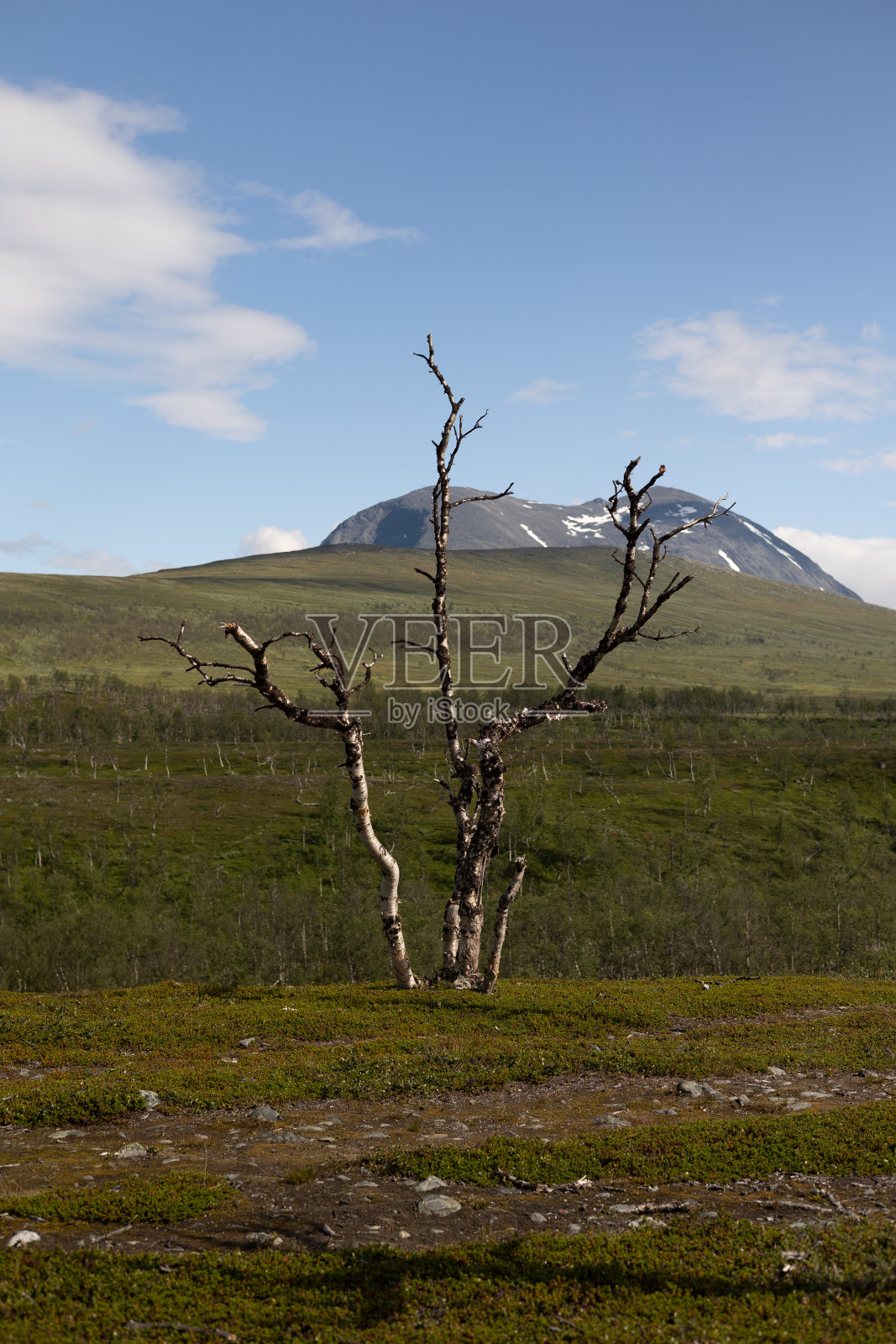 瑞典萨雷克国家公园里美丽的歪歪扭扭的桦树景观。照片摄影图片