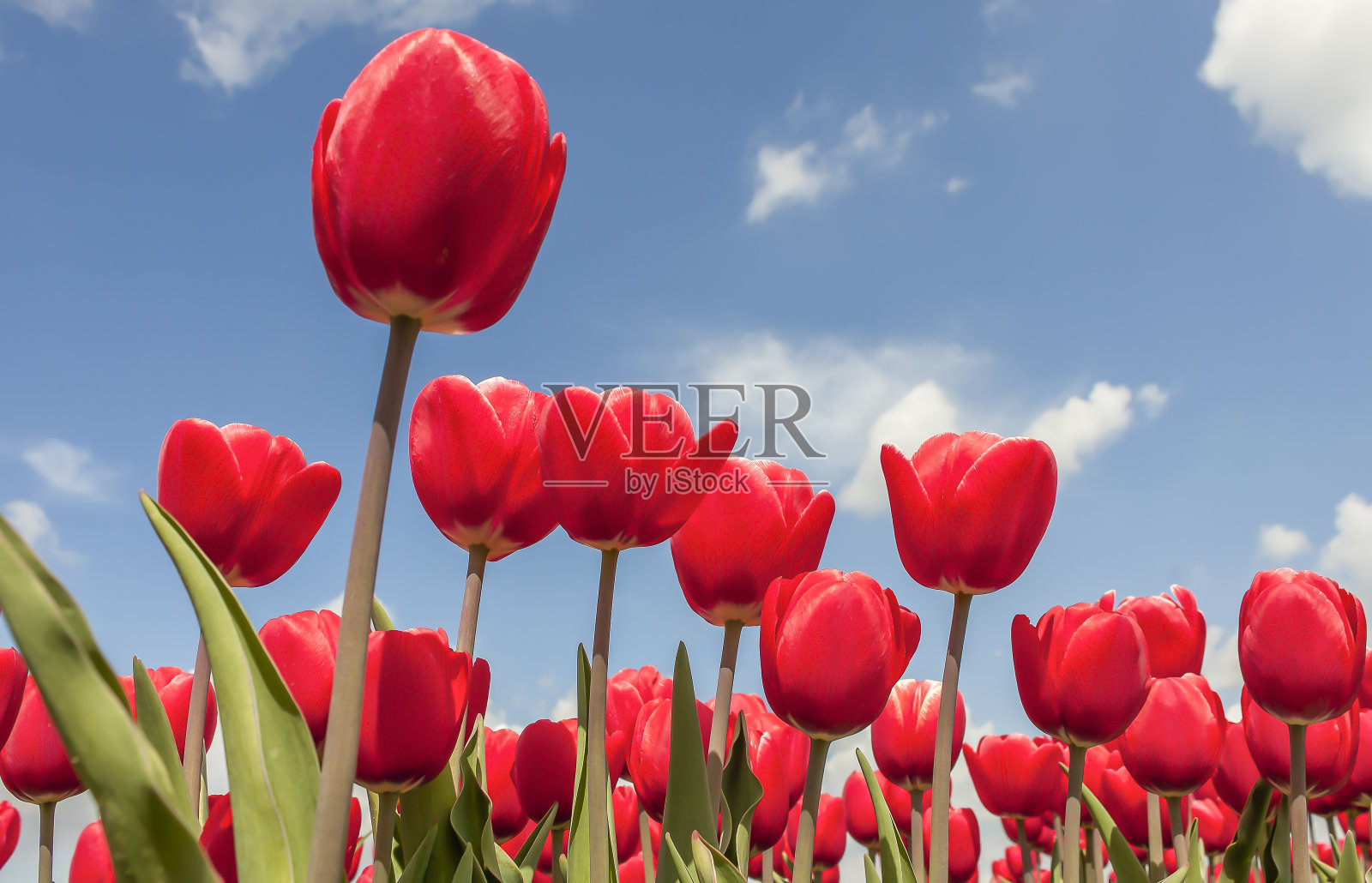 春天阳光明媚的田野里的郁金香,映衬着蓝天照片摄影图片