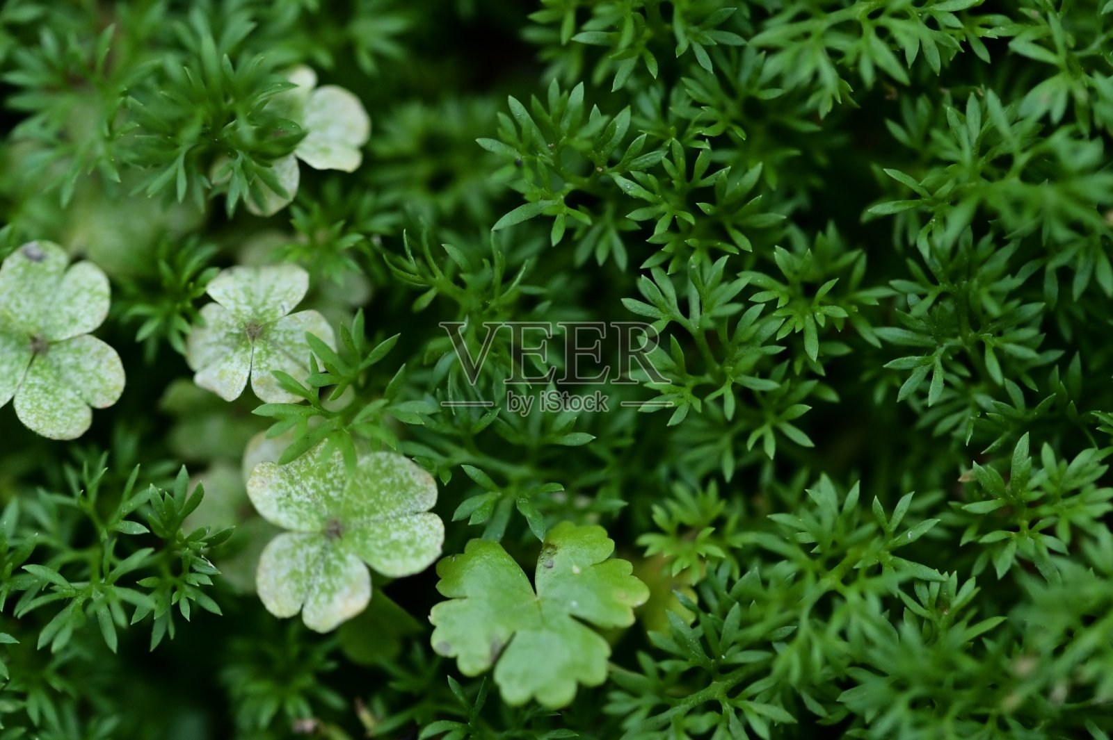 春天草地上的生命爆发照片摄影图片