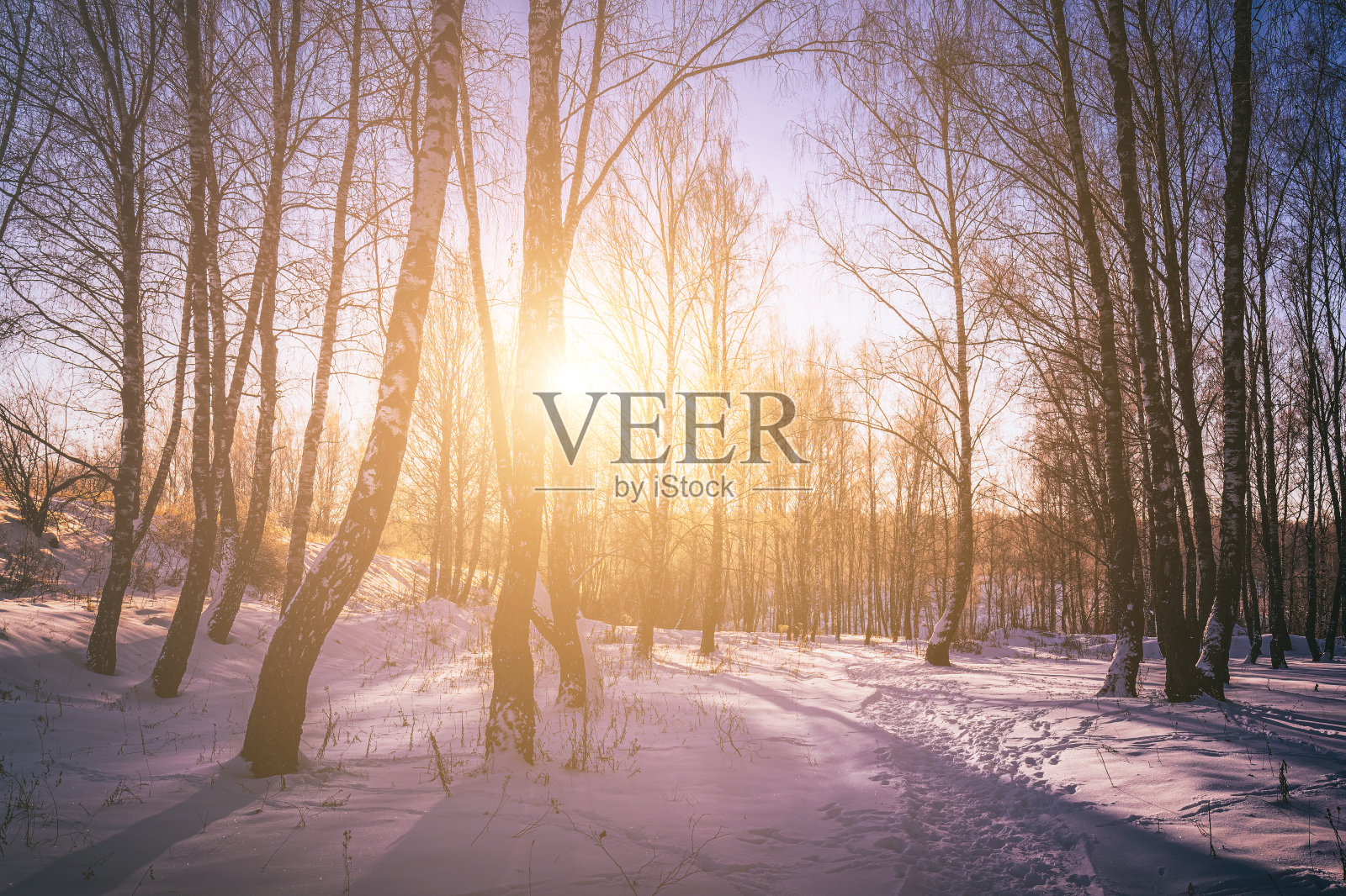 白桦树林中的日落或日出,还有冬雪。一排排的桦树树干沐浴着阳光。复古电影美学。照片摄影图片