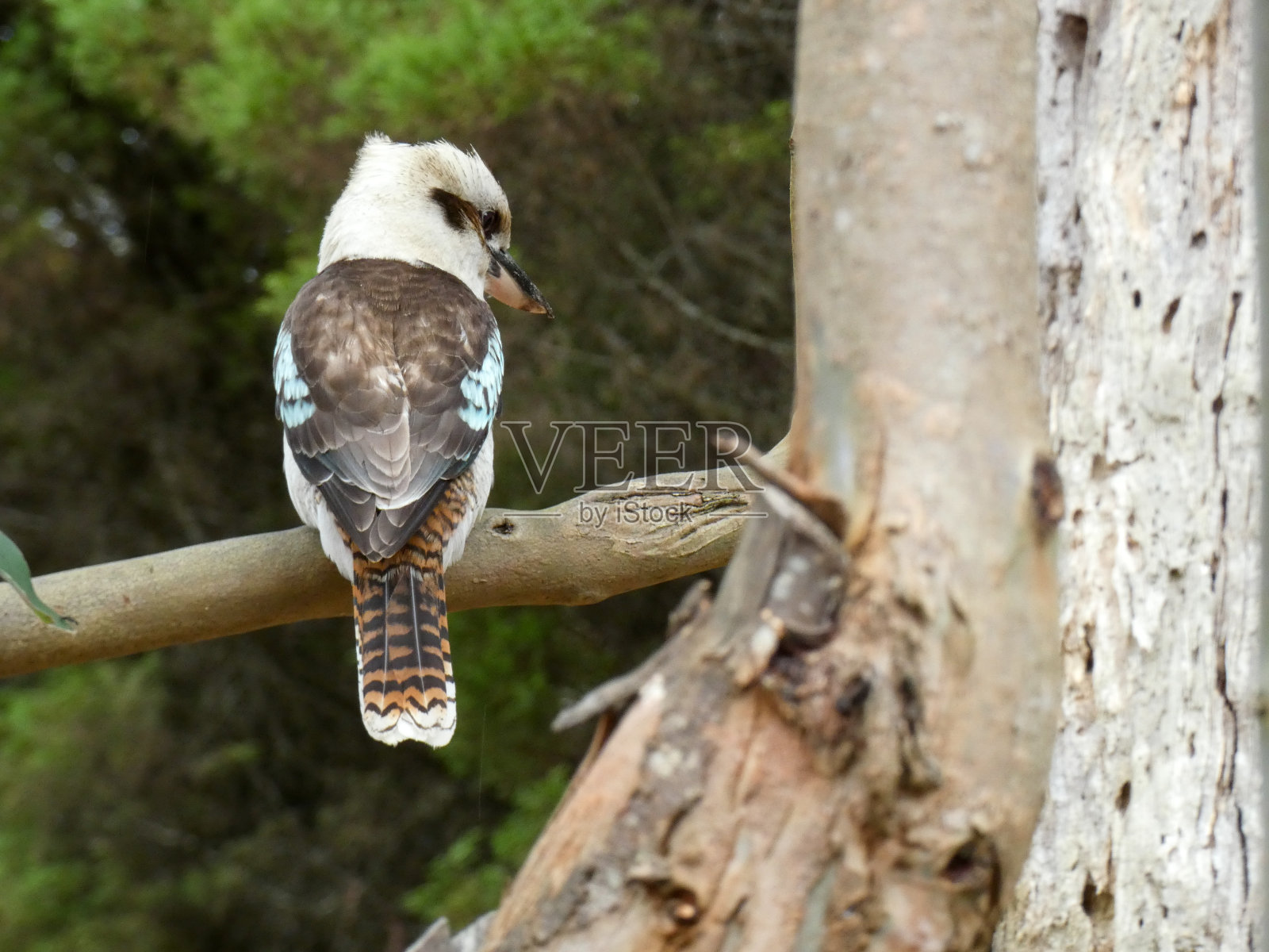 笑翠鸟,澳大利亚本土鸟类照片摄影图片
