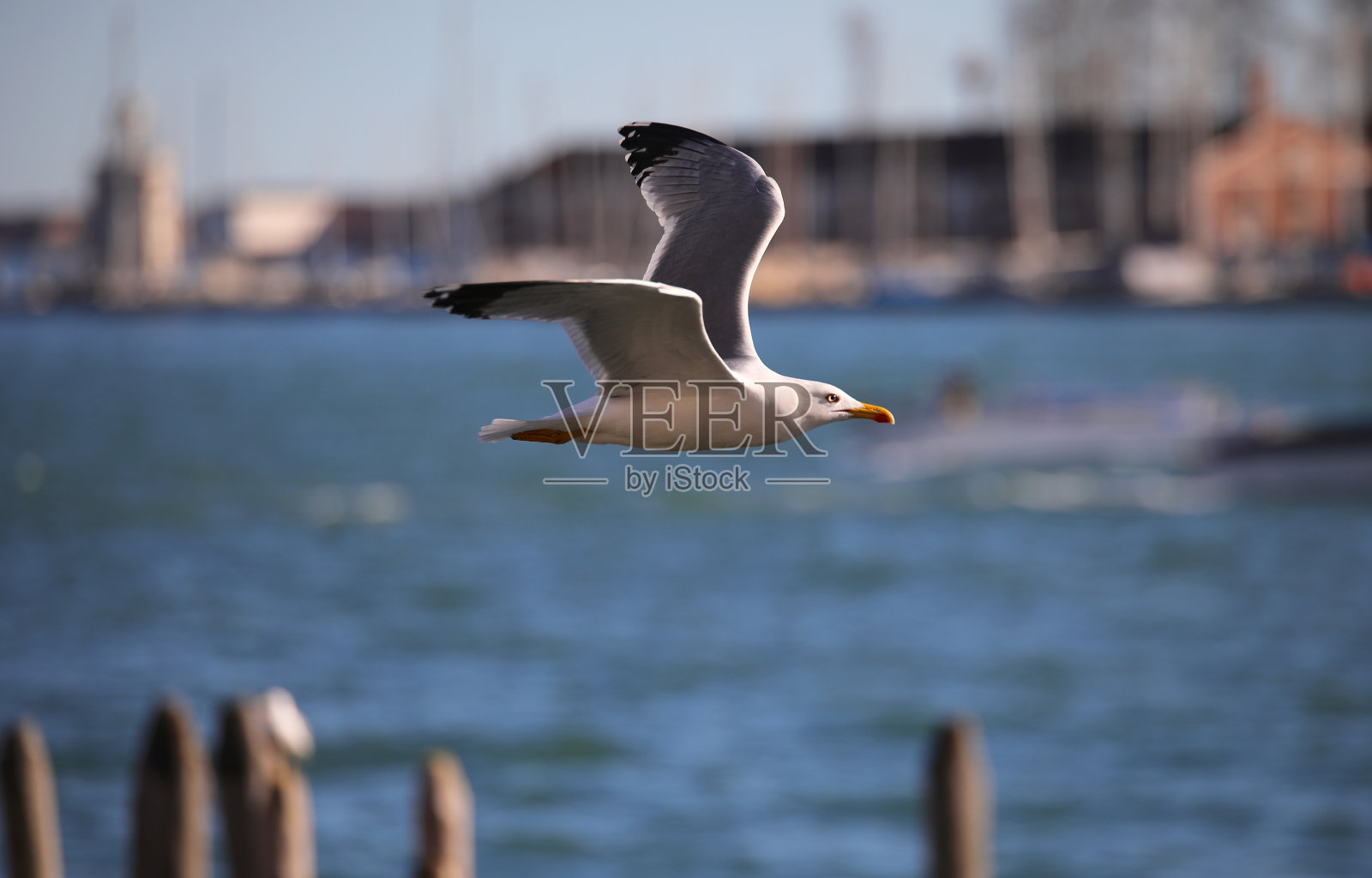 一只海鸥在意大利北部的威尼斯泻湖上自由飞翔照片摄影图片