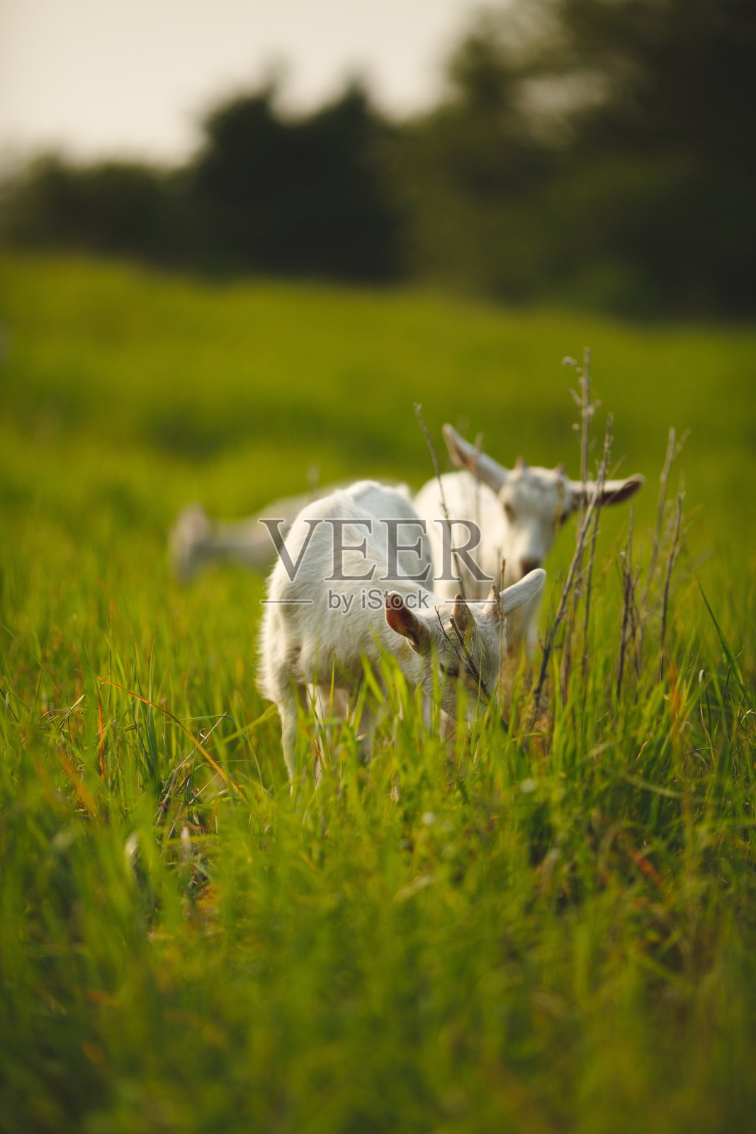 加拿大安大略省一个小农场里的奶山羊照片摄影图片