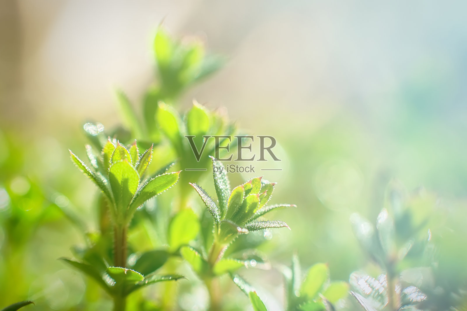 肝素镓在医学上用于治疗草的近景紊乱照片摄影图片