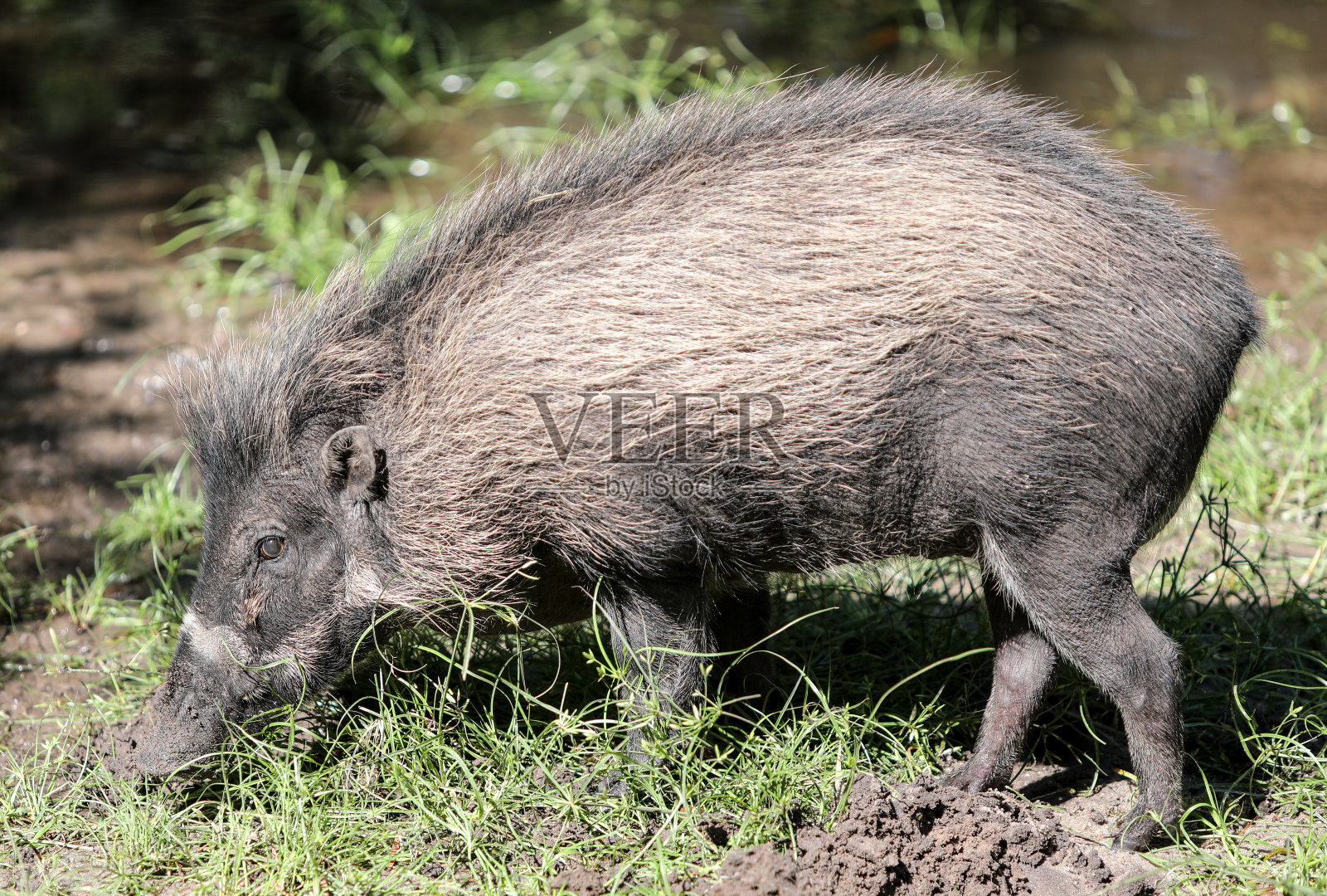 对冲猪照片摄影图片