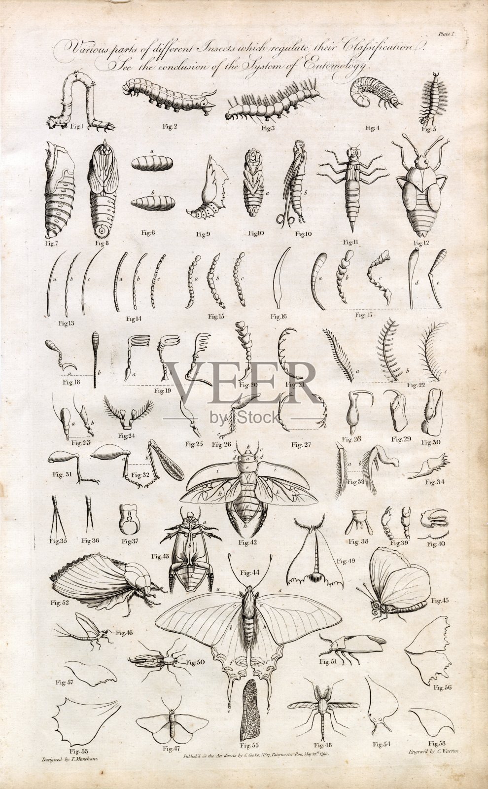 古董雕刻的各种昆虫部分-原来1791年罕见印刷插画图片素材