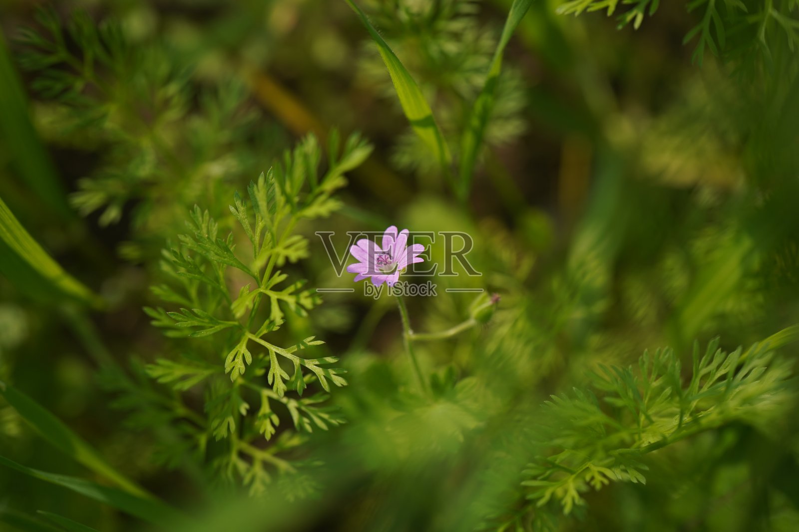 欧洲老鹳草照片摄影图片