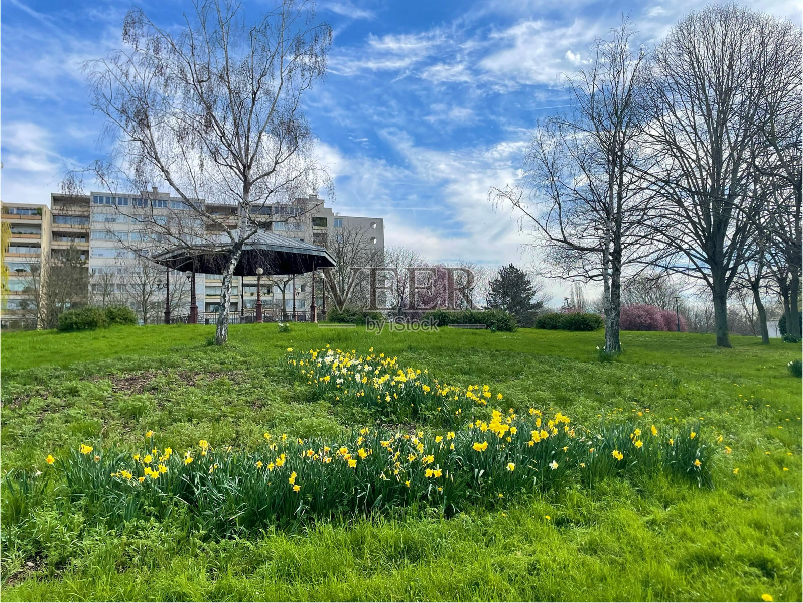 春天的花朵和水仙花。照片摄影图片