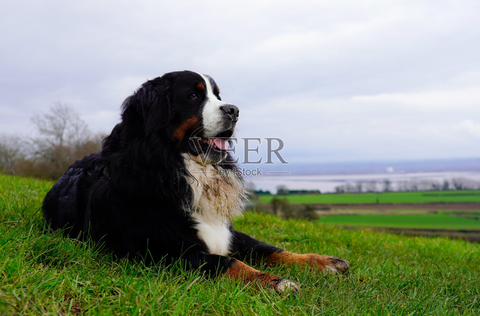伯尔尼山狗在田野里休息照片摄影图片