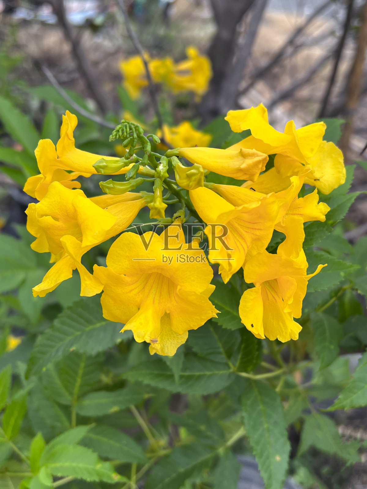 泰克马斯坦花照片摄影图片