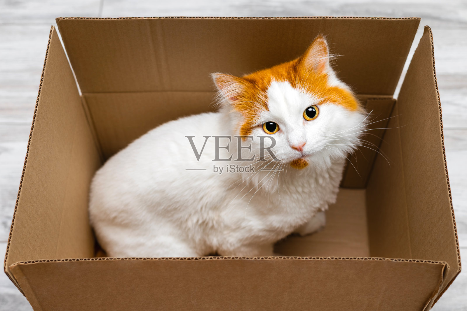 漂亮的猫坐在纸板箱里照片摄影图片