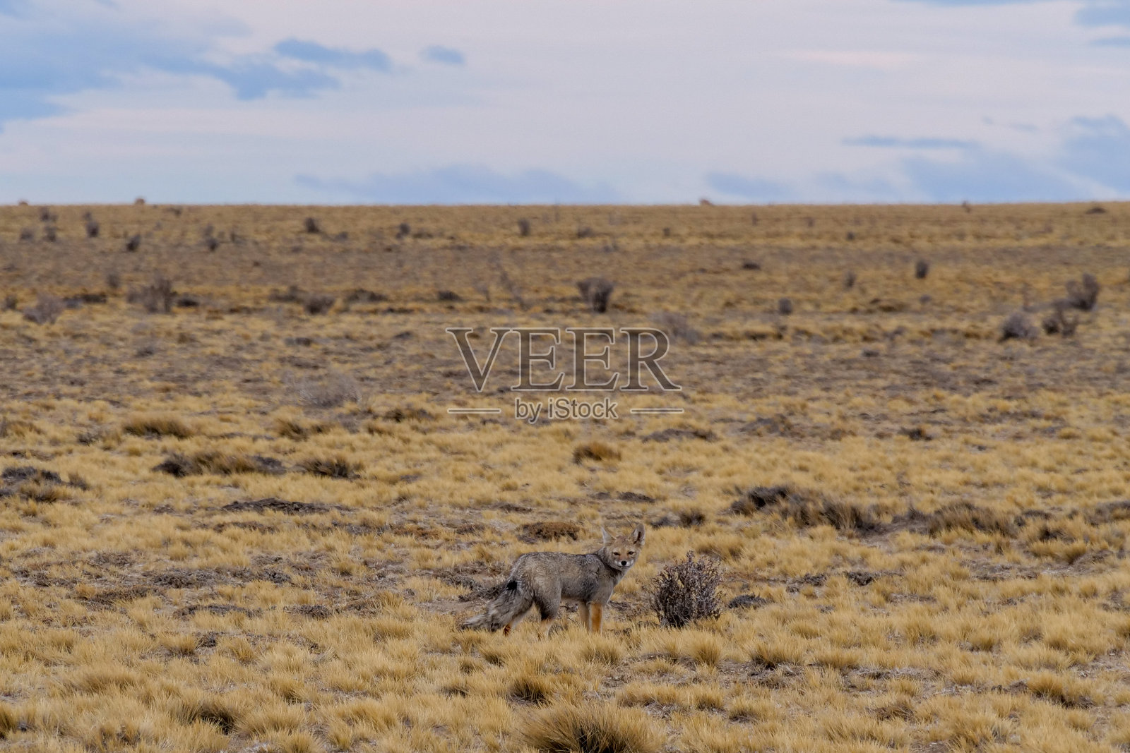 南美灰狐狸或巴塔哥尼亚狐狸在黄色的巴塔哥尼亚草地上奔跑的侧面轮廓。照片摄影图片