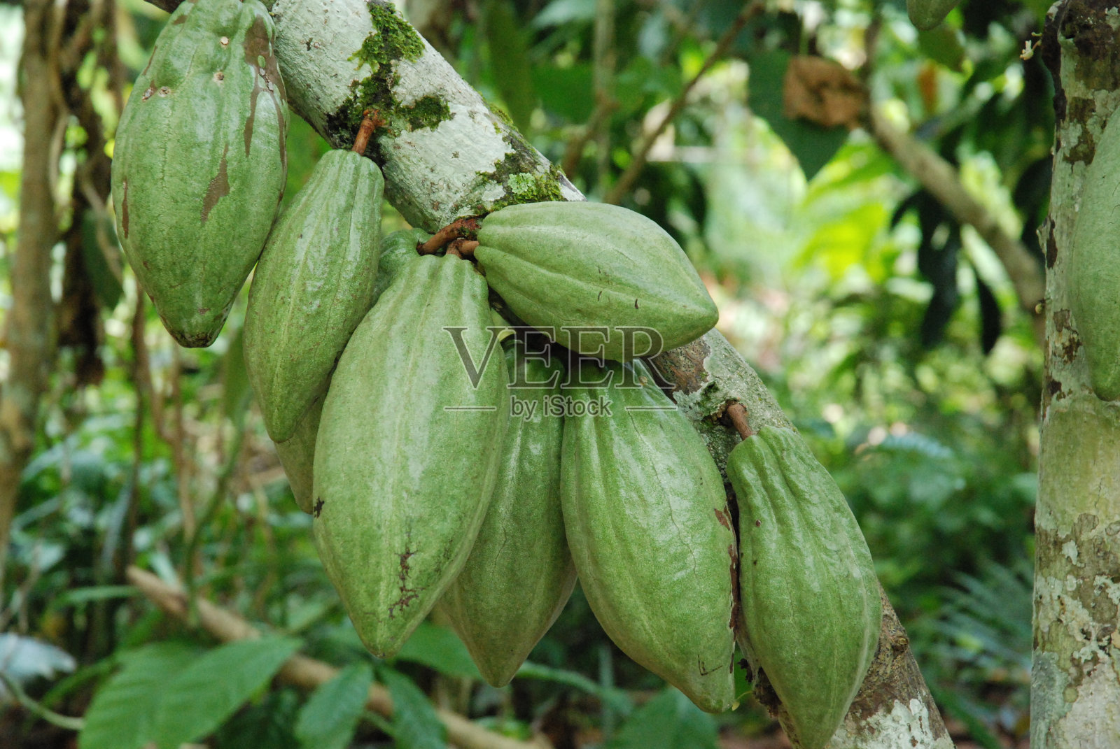 印度尼西亚种植园里的可可果照片摄影图片