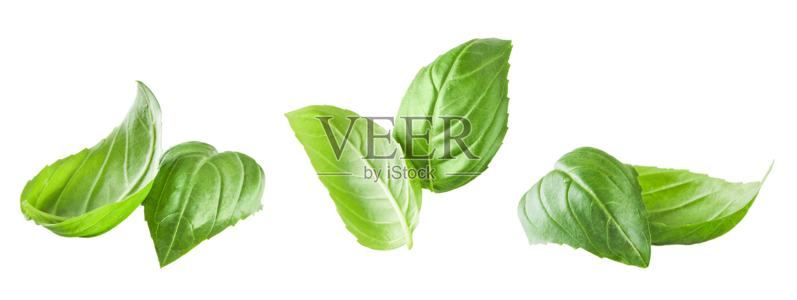 罗勒孤立。一套飞行罗勒叶的设计。罗勒绿色鲜叶扁平地孤立地躺在白色的背景上。几片或几片。高分辨率图像。可自行设计使用。照片摄影图片